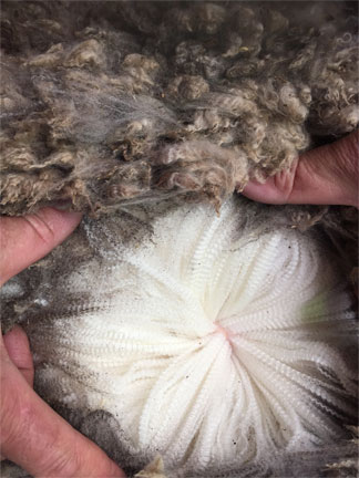 about wool